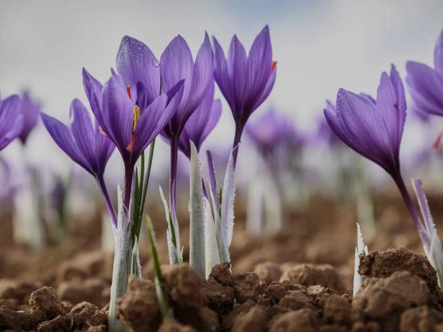 Welsh Saffron website